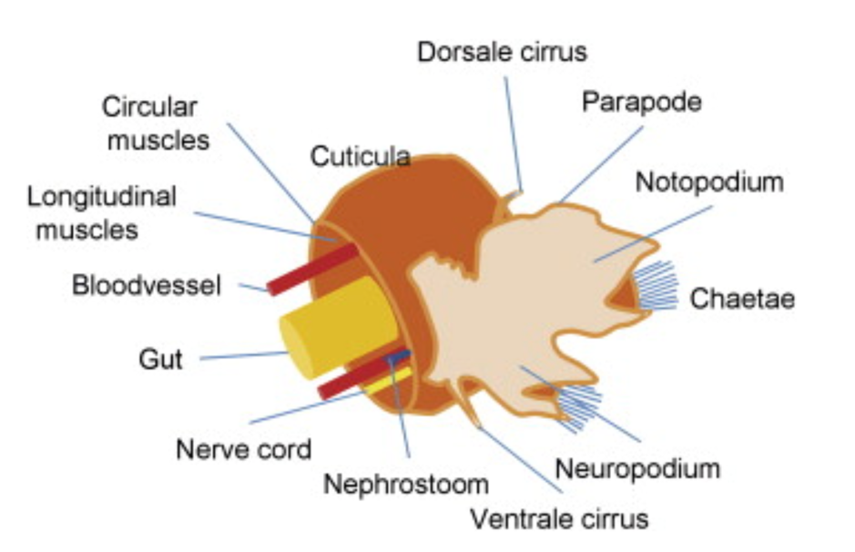 figure image